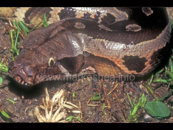 blood python : r snakes Images High Quality Grahic Mark O'Shea - The Official Website